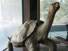 Solitario George, embalsamado, Patrimonio Cultural de Ecuador