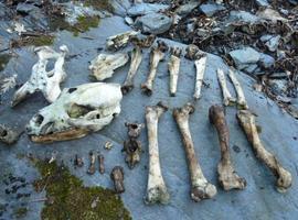 Ecologistas d'Asturies apunta al veneno como causa de la muerte de 2 osos