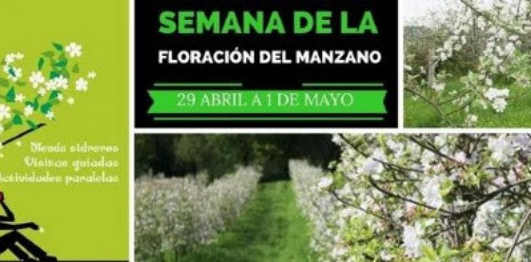 Turismo sostenible en Comarca de la Sidra con la Semana de la Floración del Pumar