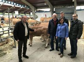 500.000 euros para conservar la 'roxa' Asturiana