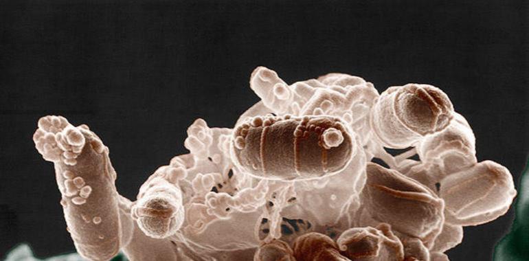 Asturias cofinancia investigación europea sobre microbiota e inmunidad tumoral
