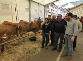 La raza 'casina' cuenta ya con casi 30 mil cabezas en Asturias