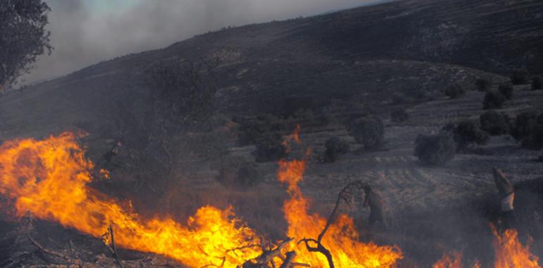 Fuego, hacha y veneno para matar los olivares de Cisjordania 
