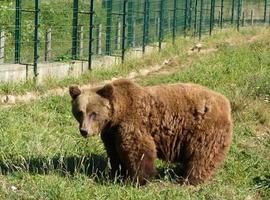 Furaco regresa a Cantabria, sin reproducirse en sus 9 años en Asturias