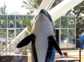 La orca 'Morgan' en el Loro Parque
