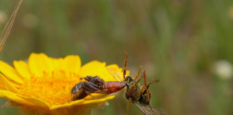 La diversidad genética, clave para la conservación de la naturaleza 