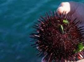 Suelta de 12.000 'oricinos' en Cudillero para ayudar a la especie