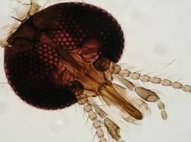 Descubren de qué se alimenta el mosquito que transmite el virus de la lengua azul