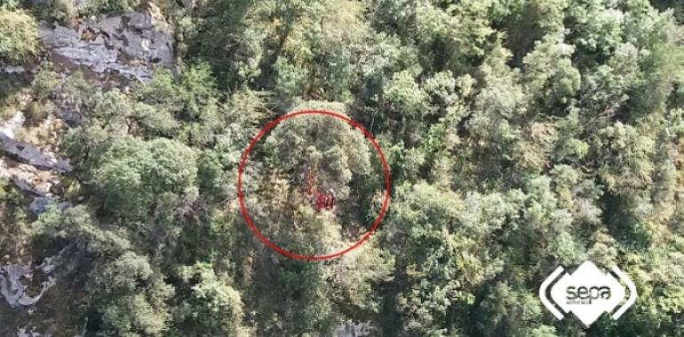 Rerscatado un senderista enganchado en un árbol en la Senda del Oso