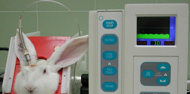 Un tratamiento contra la hepatitis vírica fulminante en conejos podría aplicarse en humanos