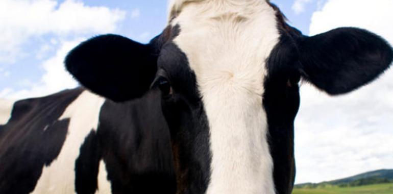 Vende una vaca para participar en el europeo de kárate