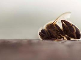 Jornada en Oviedo sobre la situación de las abejas