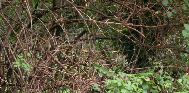 El otoño cambia de color la Reserva de la Biosfera del Valle de Laciana