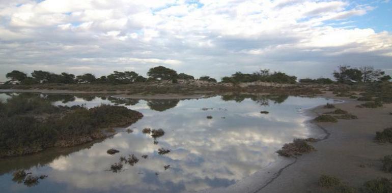 Más de 5.000 plantas de especies autóctonas restauran la superficie del Parque Regional de las Salinas