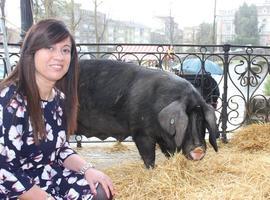 El IX Concursu Nacional del Gochu Asturcelta reunirá en Siero a más de un centenar de animales