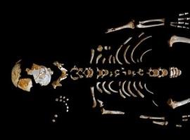 Un niño de El Sidrón desvela el crecimiento de los neandertales