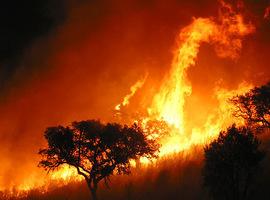 Greenpeace demanda un mayor esfuerzo en la persecución de los incendiarios que queman el bosque