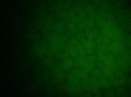 Una investigación del CSIC descubre que las células de embriones se comunican químicamente