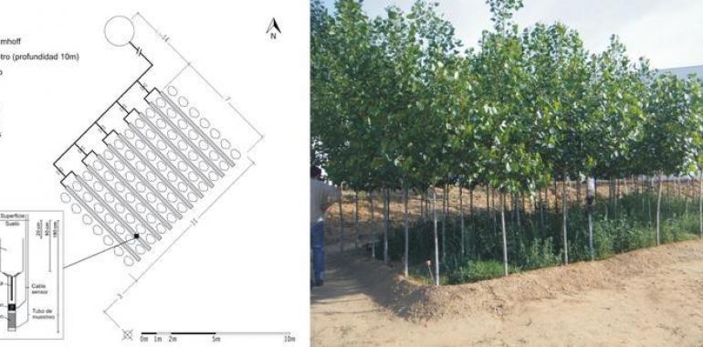 Plantaciones forestales como filtros verdes para eliminar fármacos de aguas residuales