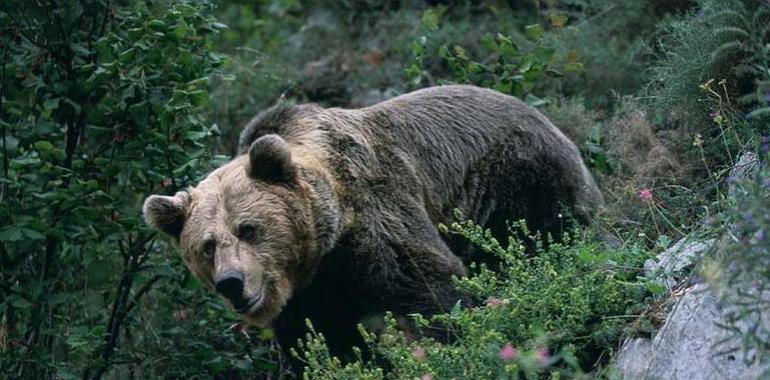 Un proyecto piloto para el desarrollo económico de las zonas relacionadas con el oso pardo