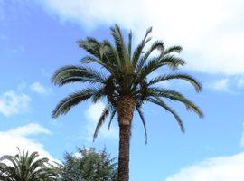 Mieres pide censar las palmeras para luchar contra el picudo rojo