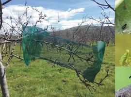 Las aves insectívoras tienen un papel beneficioso para el manzano de sidra