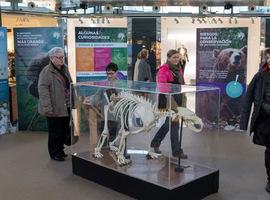 Más de 22.000 personas han visitado ya la exposición 'Sigue la huella del oso' en intu Asturias