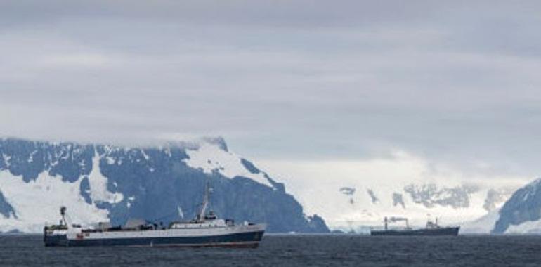 Guerra por la comida entre industria pesquera y pingüinos y ballenas