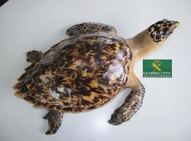 Seprona intercepta en Asturias la venta de una tortuga y un mono disecados