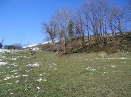 Parque de la Prehistoria de Teverga incorpora seis ejemplares de ciervu y venáu