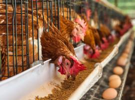 Científicos de Uniovi cuantifican el impacto ambiental de la 'fábrica' de huevos