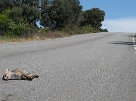 Morir como raposos en la carretera