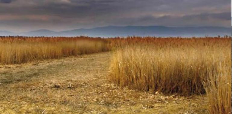 Greenpeace denuncia el abandono de la Mancha Húmeda y a las Tablas de Daimiel