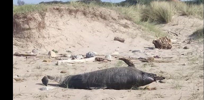 Ecologistas exigen medidas a las pesquerías para evitar la muerte de delfines en Asturias