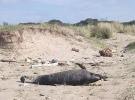 Ecologistas exigen medidas a las pesquerías para evitar la muerte de delfines en Asturias